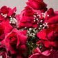 Buquê BUQUÊS - Rosas importadas (7 rosas) - @floresdoprado